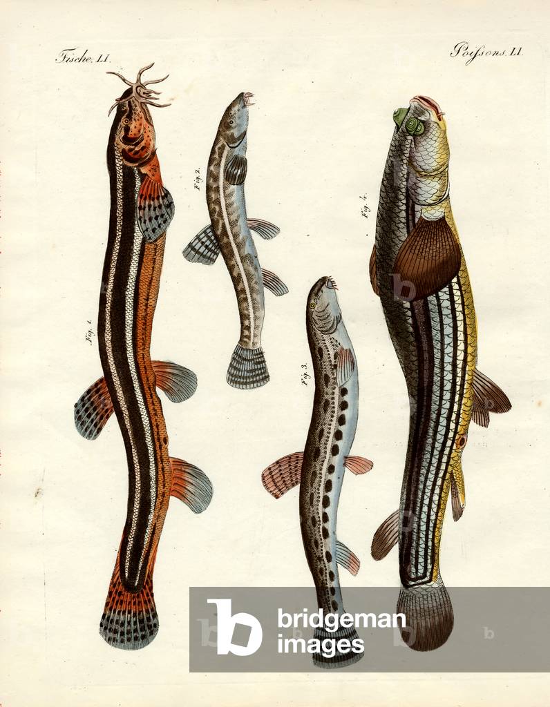 Strange fish (coloured engraving)
