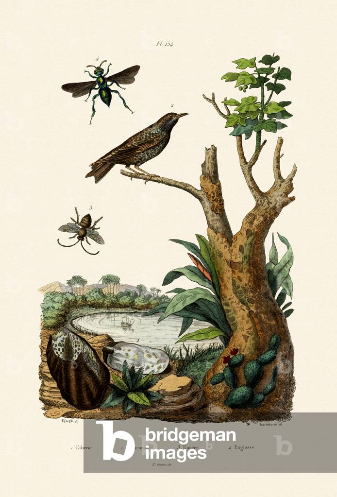Starling, 1833-39 (coloured engraving)