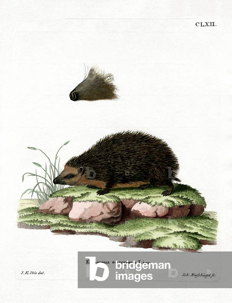 Hedgehog (coloured engraving)