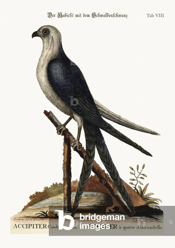 The Swallow-tail Hawk, 1749-73 (coloured engraving)
