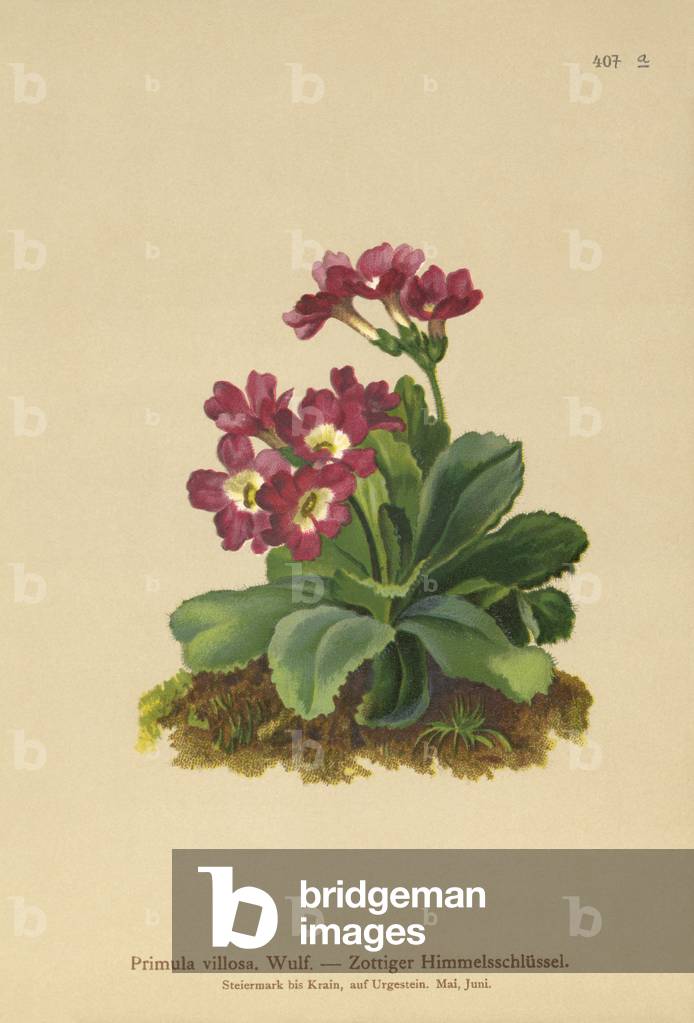 Mountain Primula (Primula villosa) (colour litho)