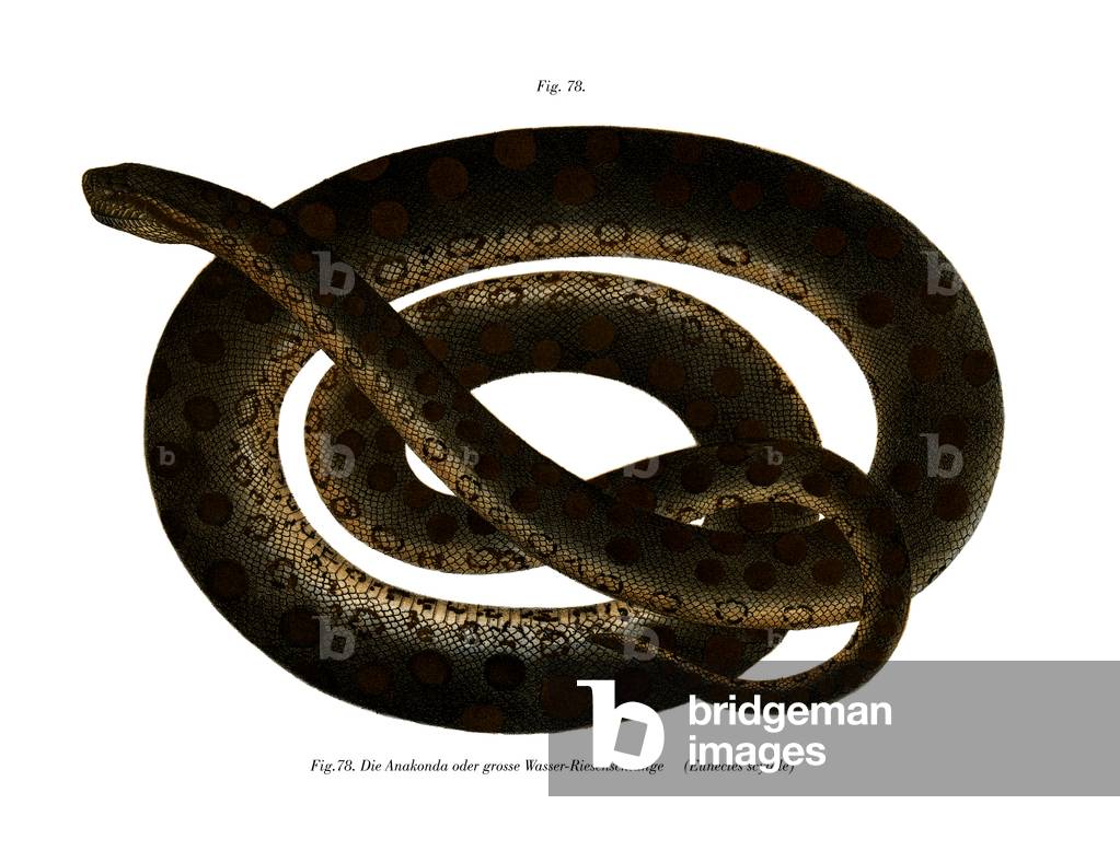 Anaconda (colour litho)
