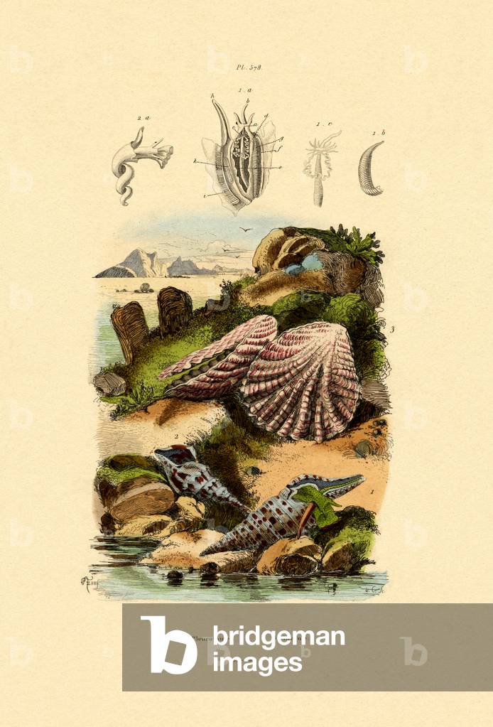 Slit Shells, 1833-39 (coloured engraving)