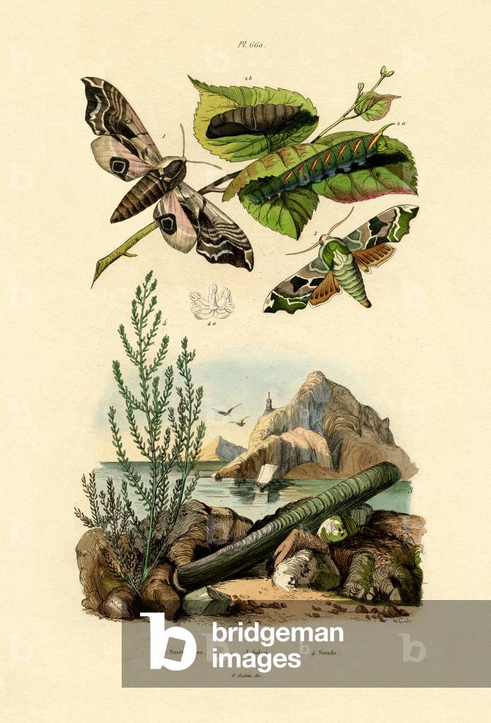 Lime Hawkmoth, 1833-39 (coloured engraving)