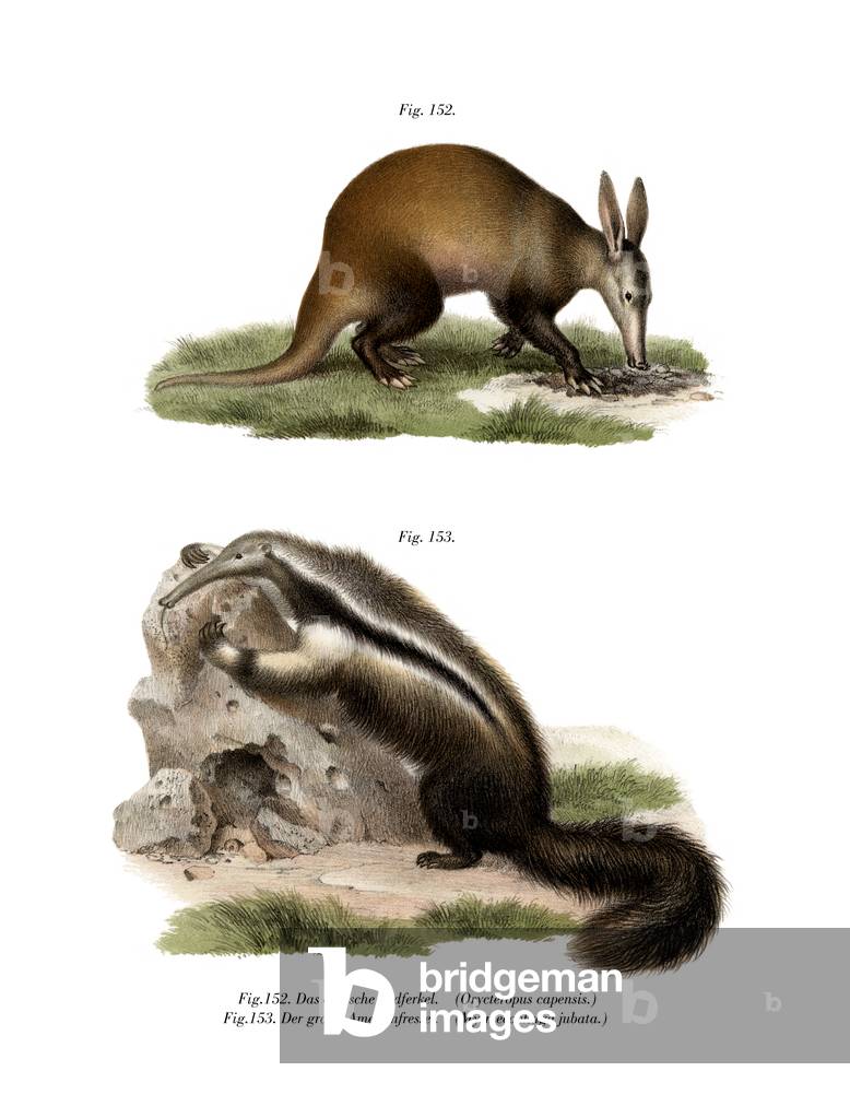 Aardvark, 1860 (colour litho)