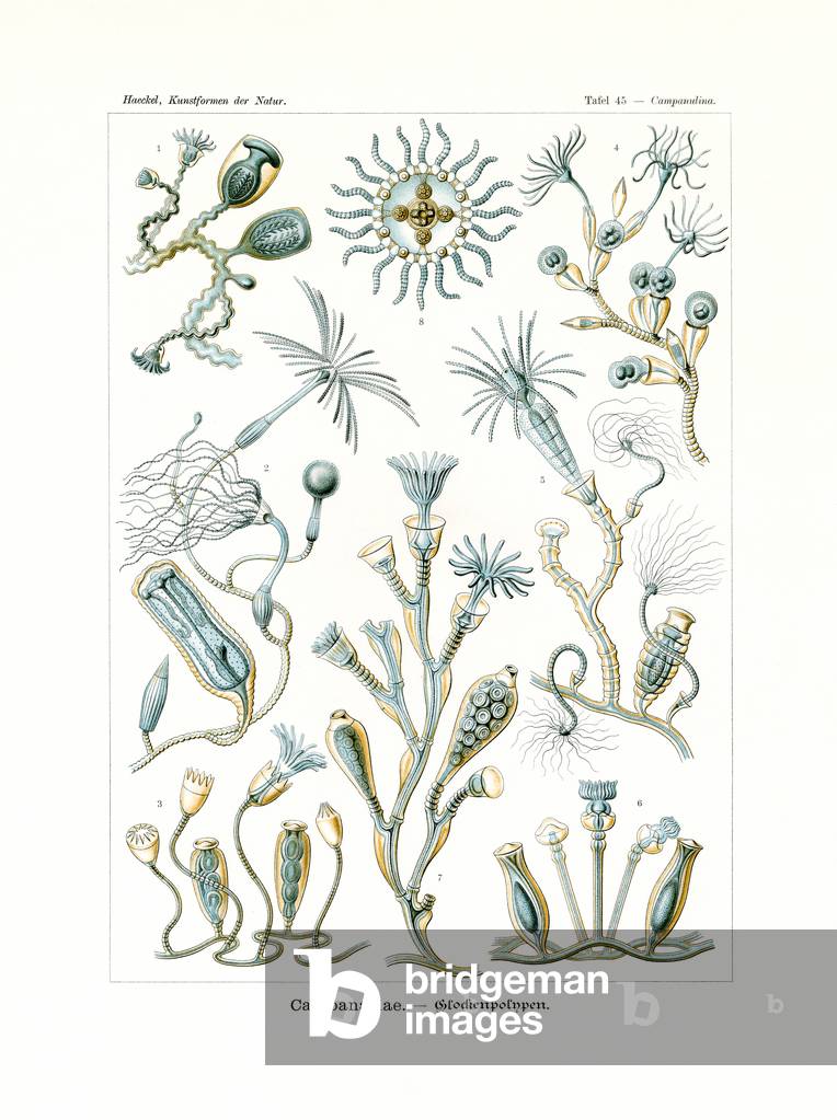 Campanariae, 1899-1904 (colour litho)