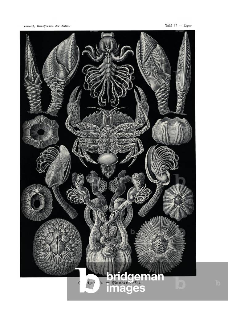 Cirripedia, 1899-1904 (colour litho)