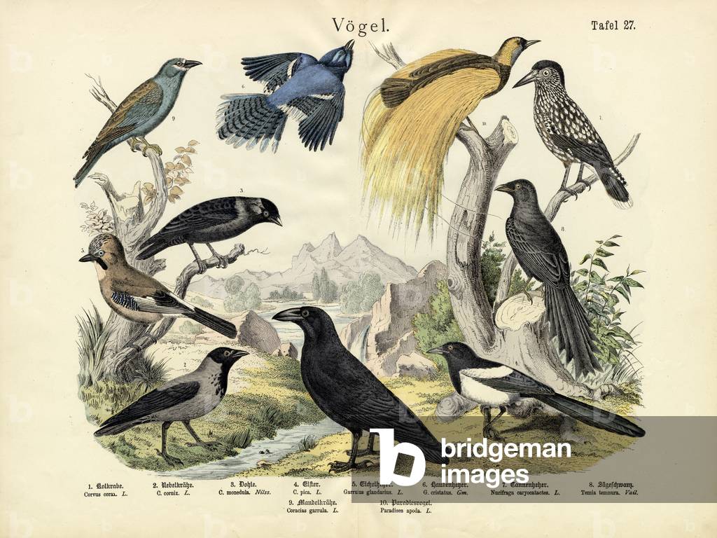 Birds, c.1860 (colour litho)