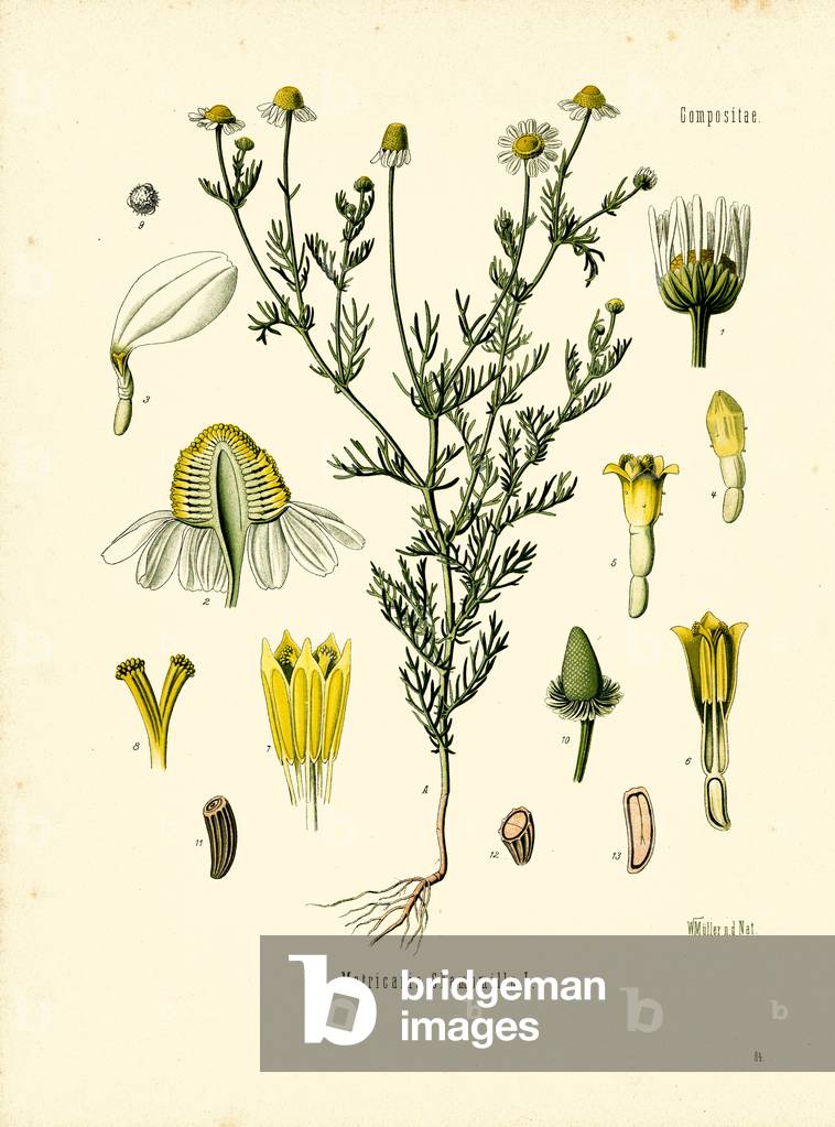 Chamomile (colour litho)