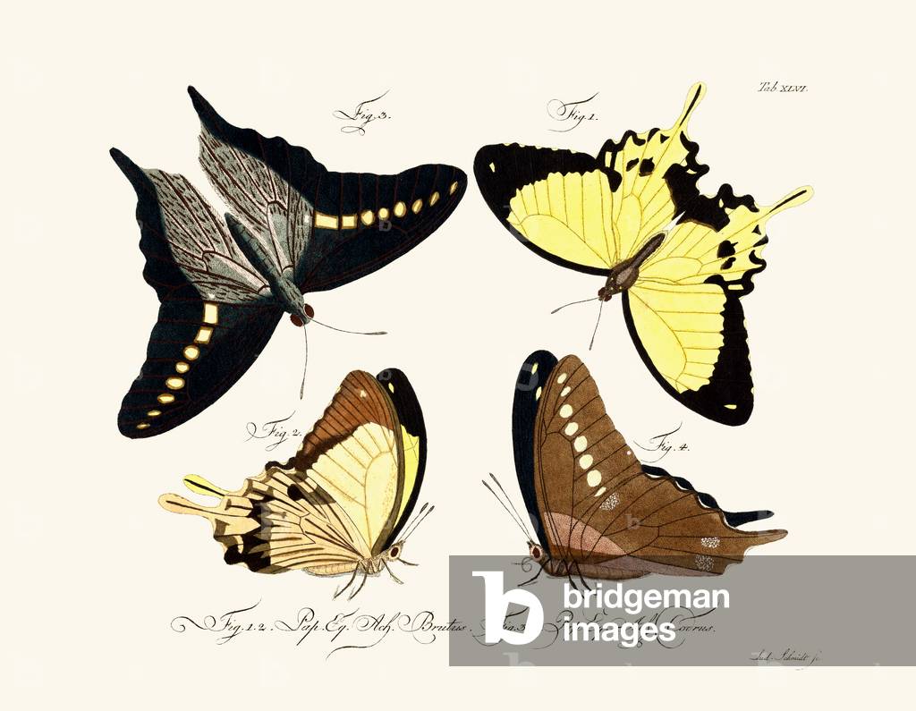Butterflies, 1783-1806 (coloured engraving)
