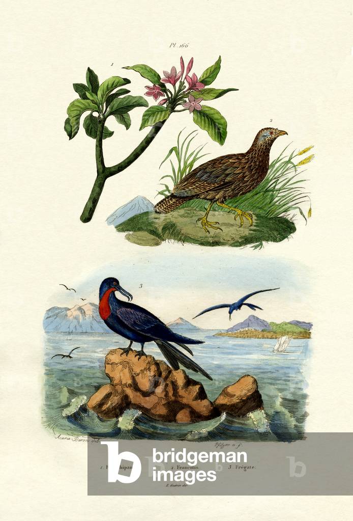 Red Frangipani, 1833-39 (coloured engraving)
