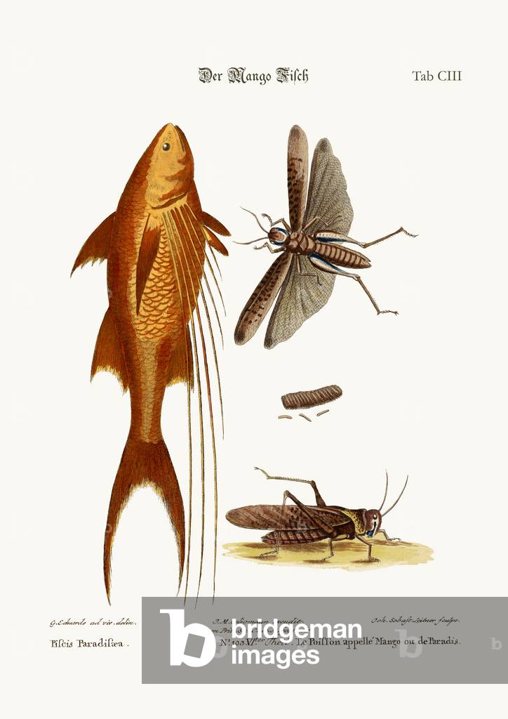 The Mango-Fish. The Great Brown Locust, 1749-73 (coloured engraving)