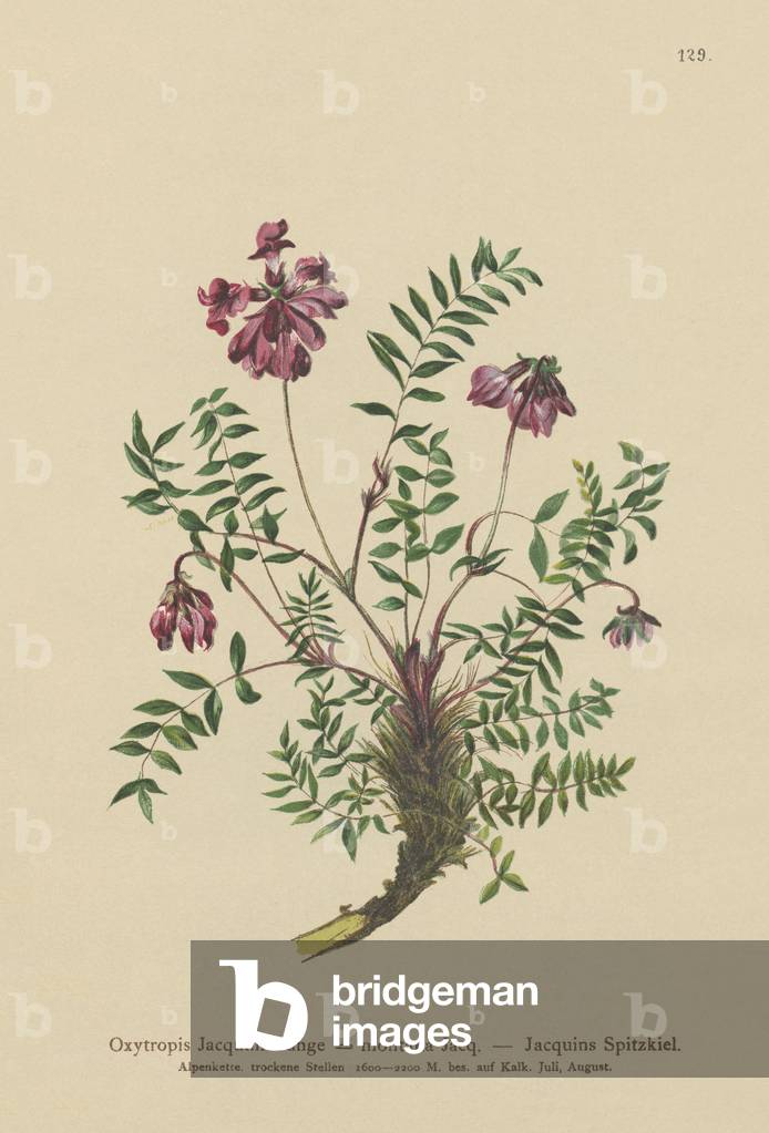 Mountain Milkvetch (Oxytropis Jacquini, Oxytropis montana) (colour litho)