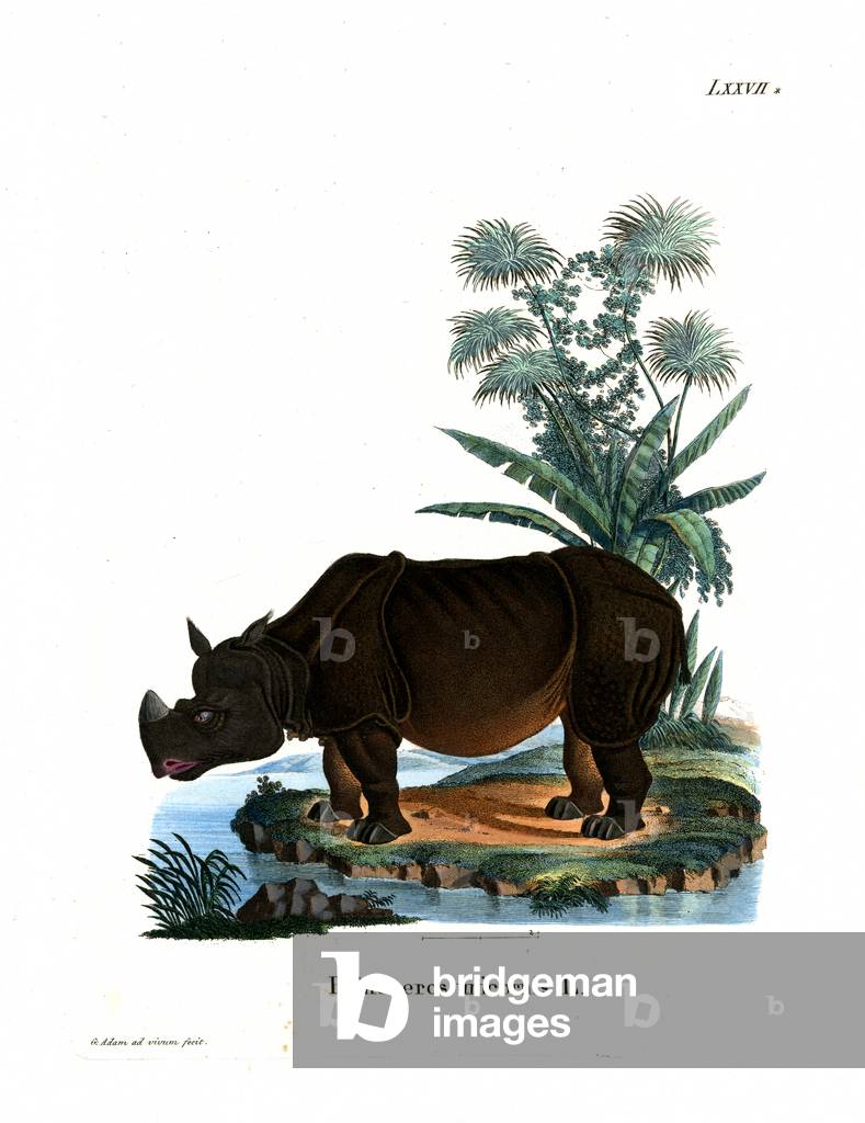 Indian Rhinoceros (coloured engraving)