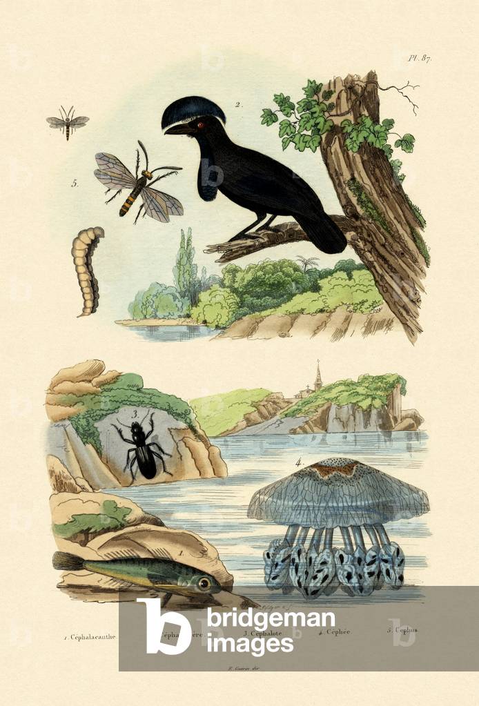 Flying Gurnard, 1833-39 (coloured engraving)