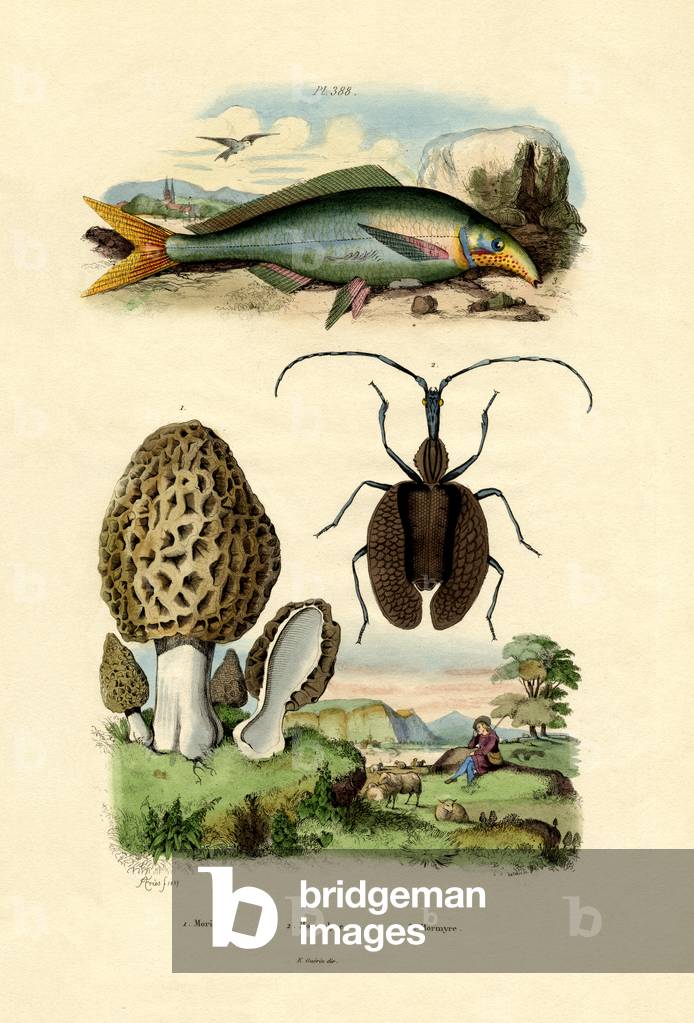 Eatable Morel, 1833-39 (coloured engraving)