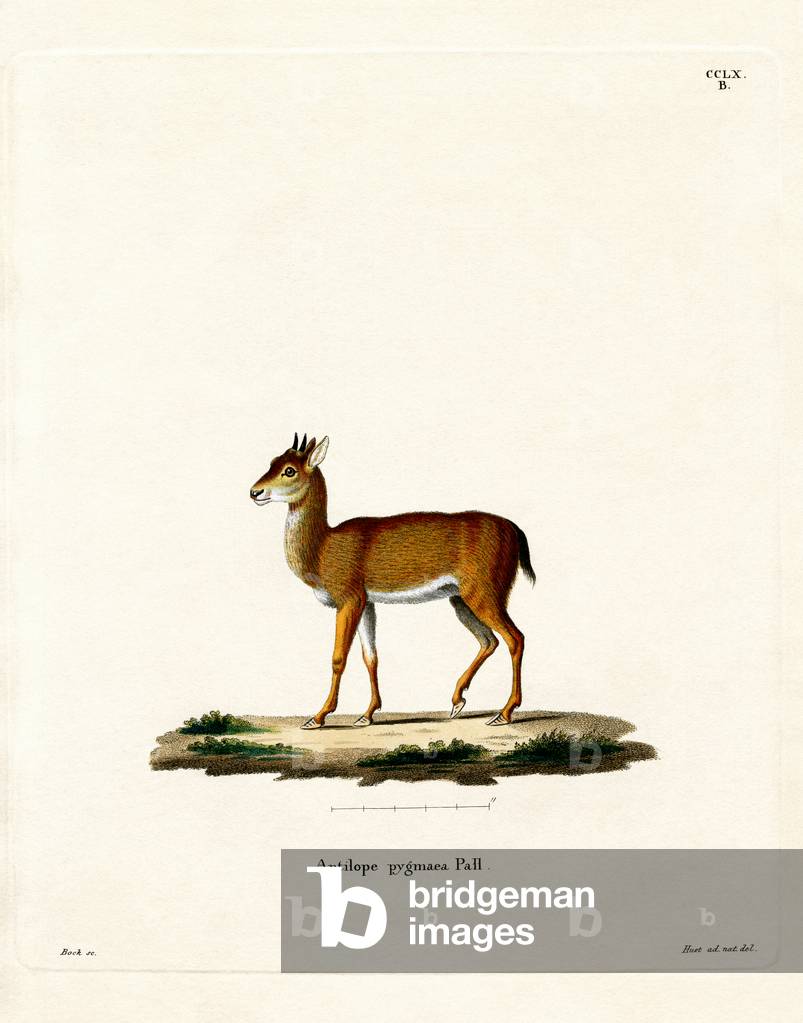 Dik-dik (coloured engraving)