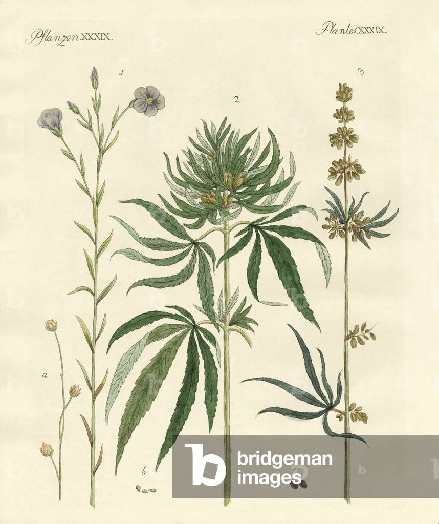 Flaxs and hemps (coloured engraving)