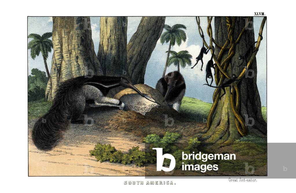 Great Anteater, 1860 (colour litho)