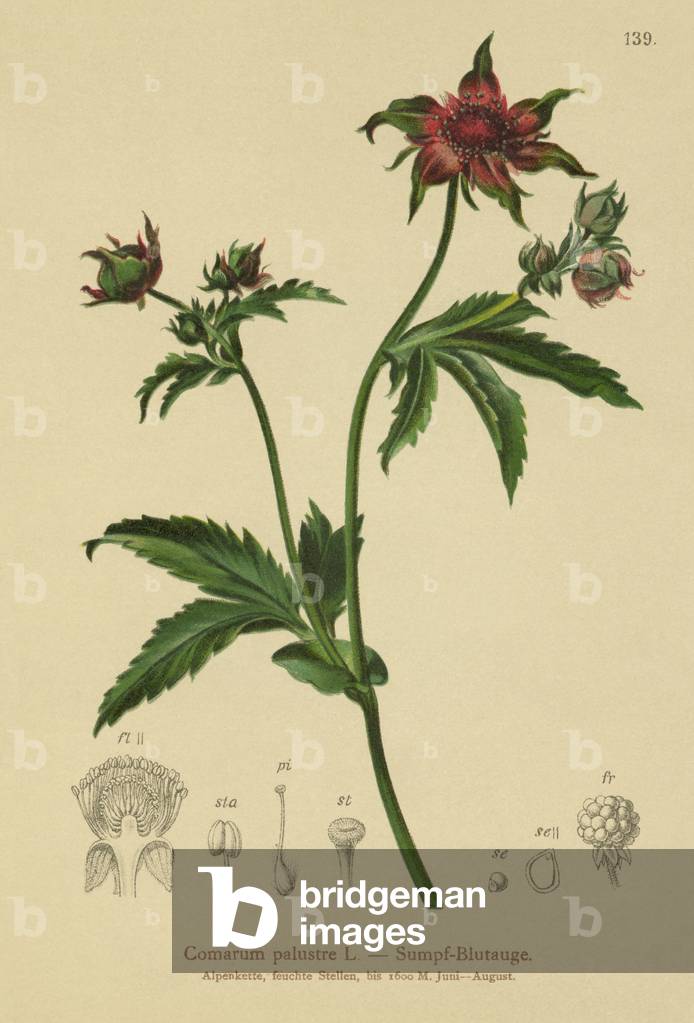 Marsh Cinquefoil (Comarum palustre, Potentilla palustris) (colour litho)