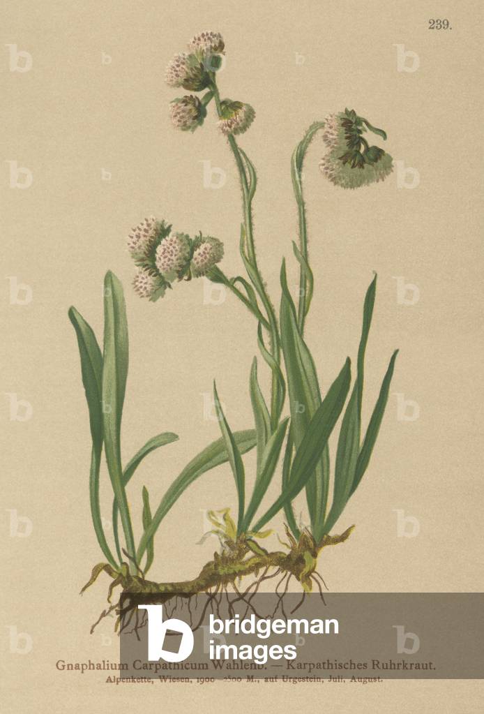 Cudweed (Gnaphalium Carpathicum) (colour litho)