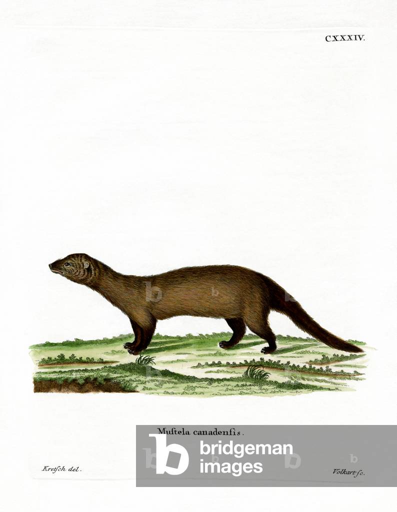 Fisher (coloured engraving)