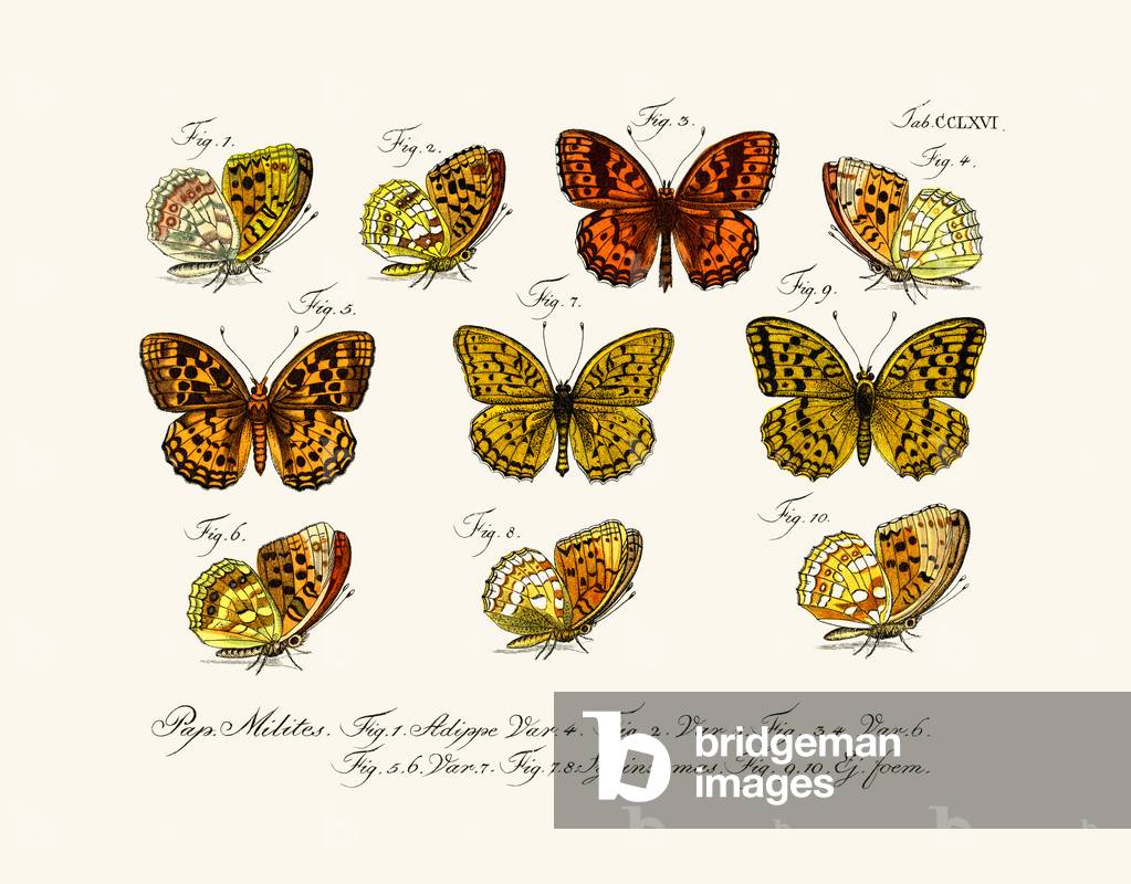 Butterflies, 1783-1806 (coloured engraving)