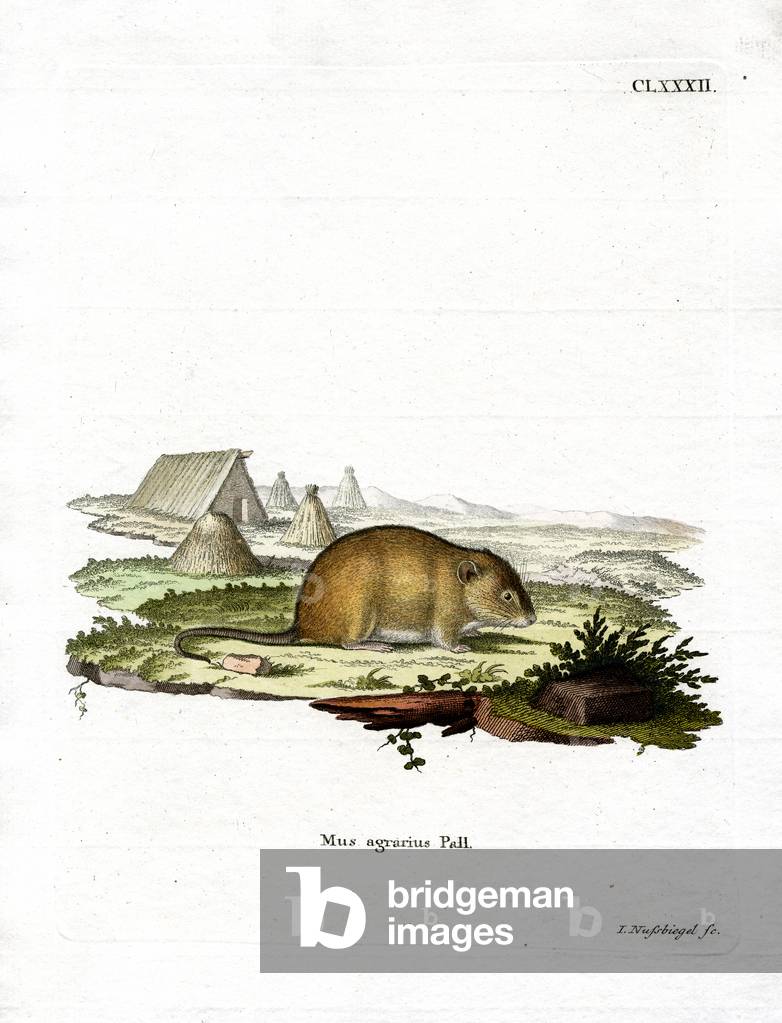 Striped Field Mouse (coloured engraving)