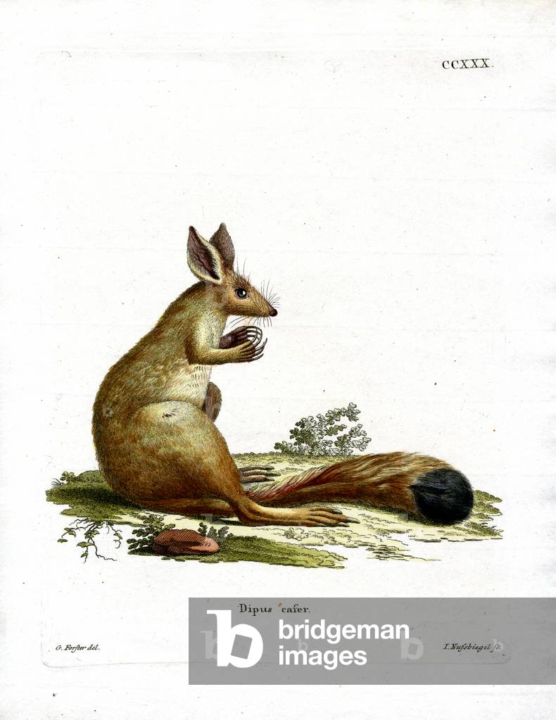 Springhare (coloured engraving)