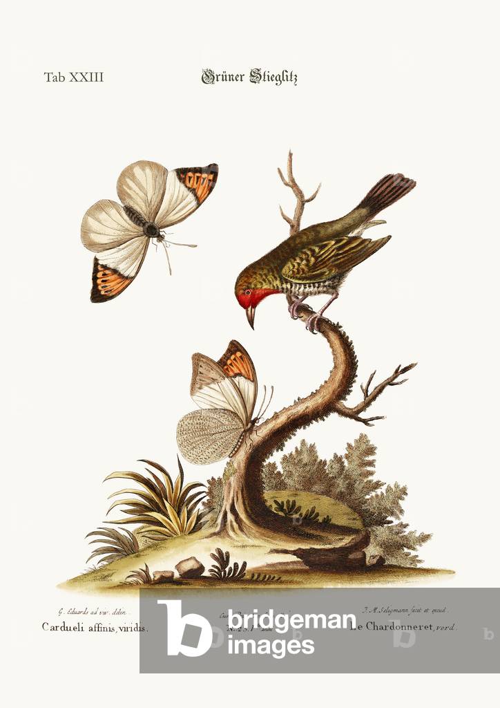 The Green Goldfinch, 1749-73 (coloured engraving)