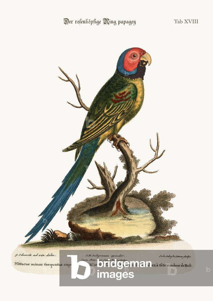 The Rose-headed Ring Parrakeet, 1749-73 (coloured engraving)