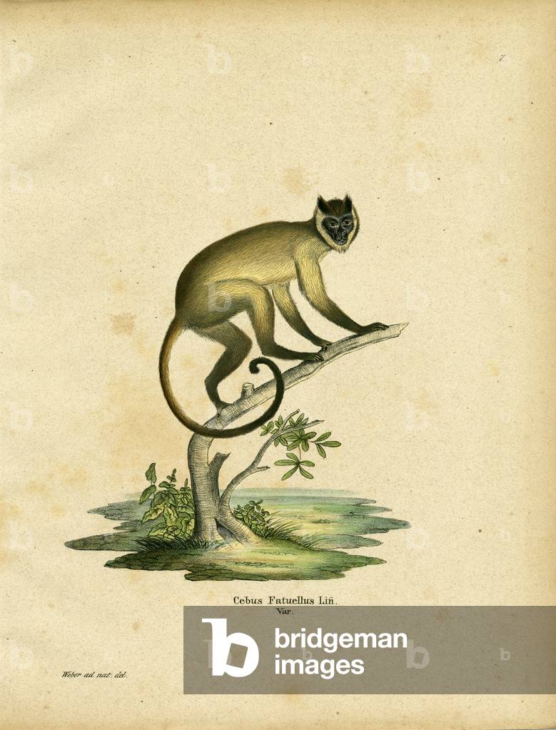 Cebus fatuellus (coloured engraving)