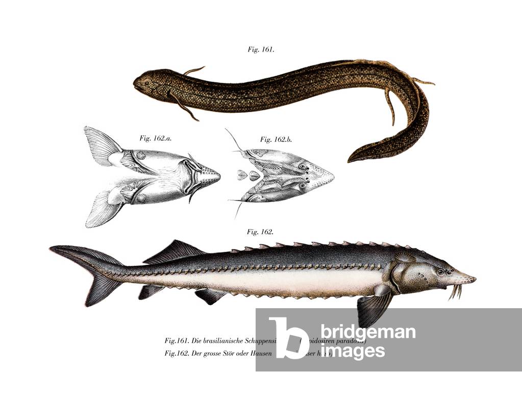 South American Lungfish (colour litho)