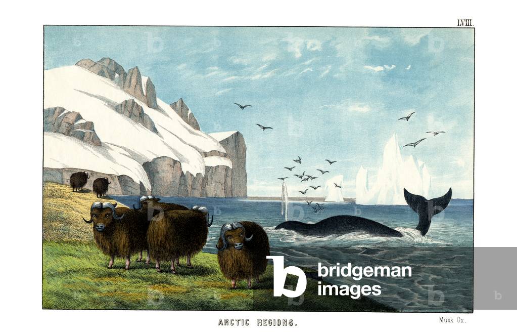 Musk Ox, 1860 (colour litho)