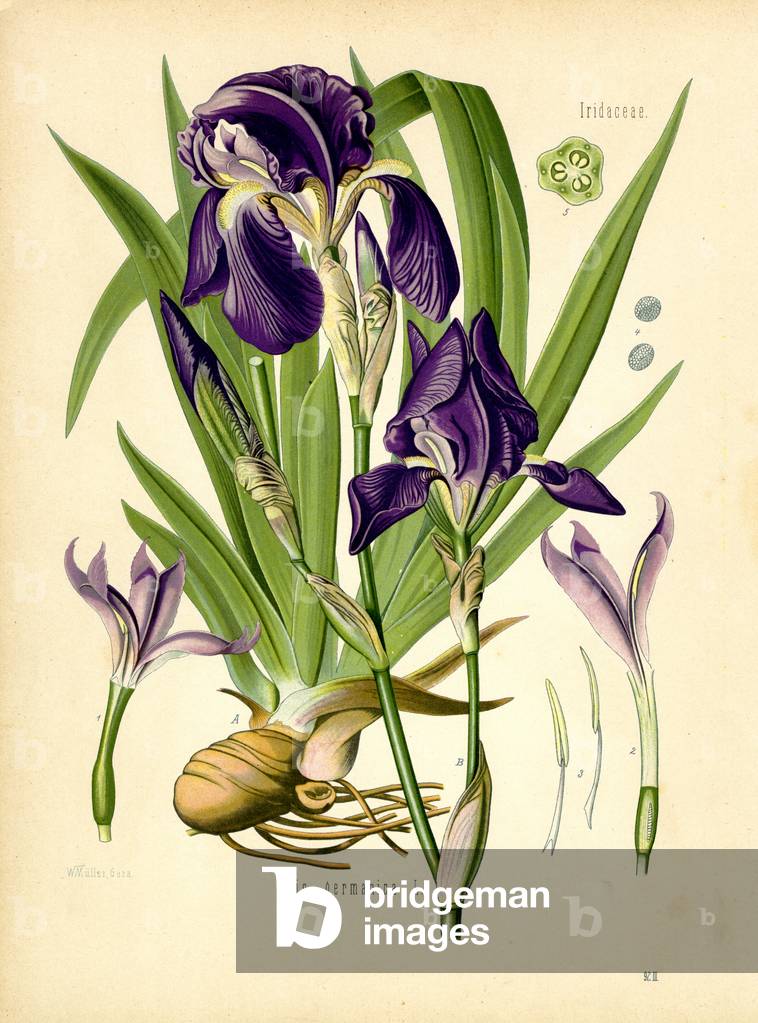 German Iris (colour litho)