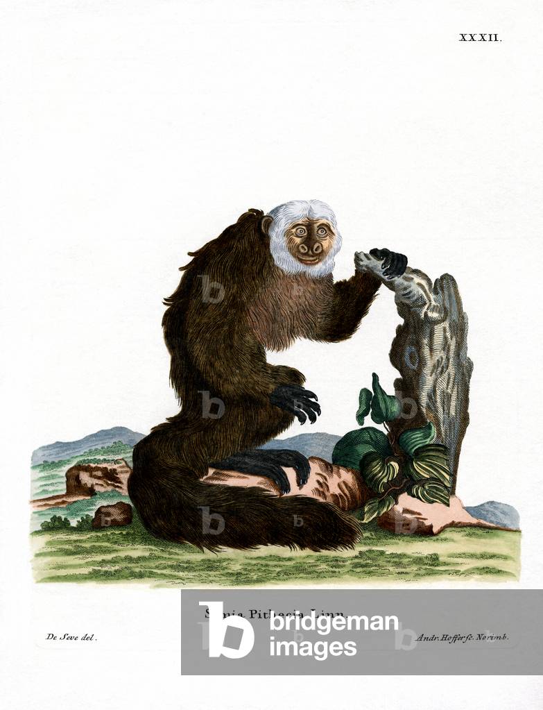 White-faced Saki (coloured engraving)