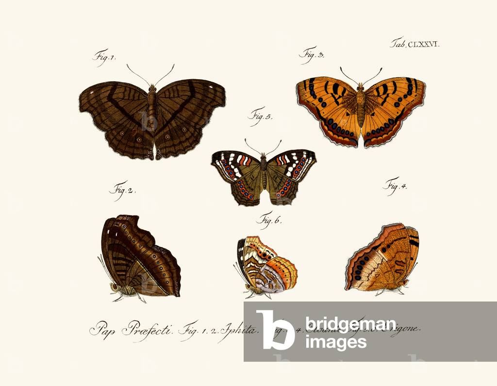 Butterflies, 1783-1806 (coloured engraving)