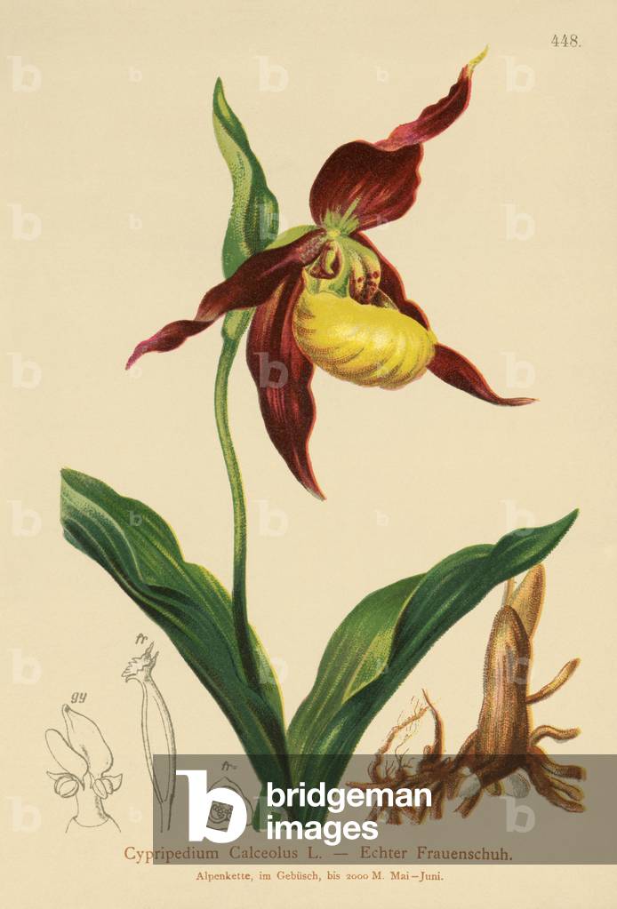 Lady's Slipper (Cypripedium Calceolus) (colour litho)