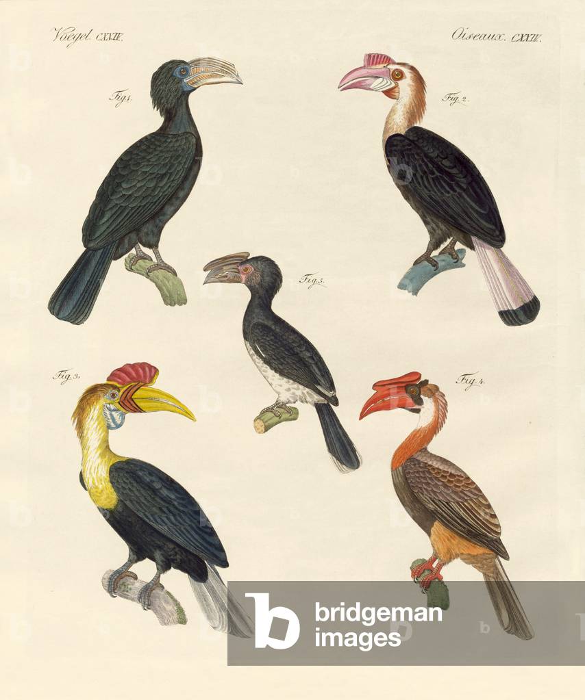 Strange birds (coloured engraving)