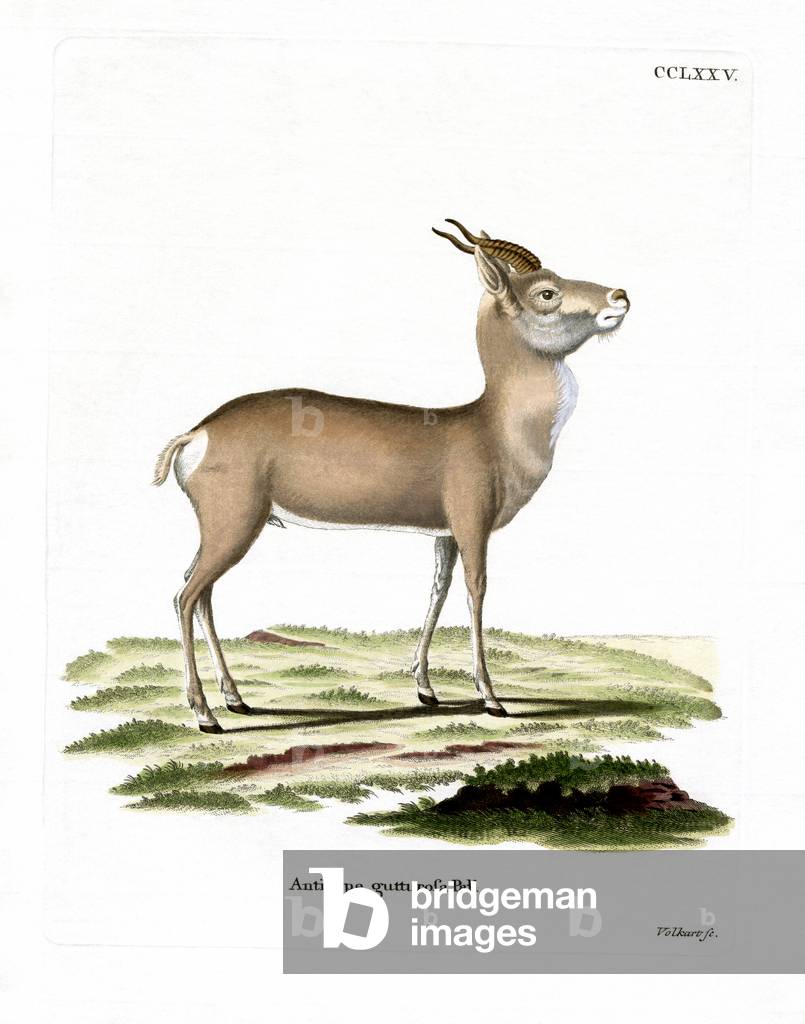 Mongolian Gazelle (coloured engraving)
