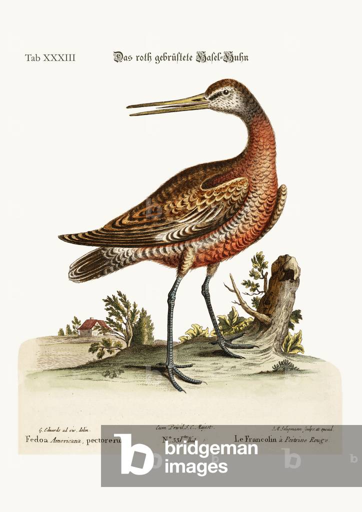 The Red-breasted Godwit, 1749-73 (coloured engraving)