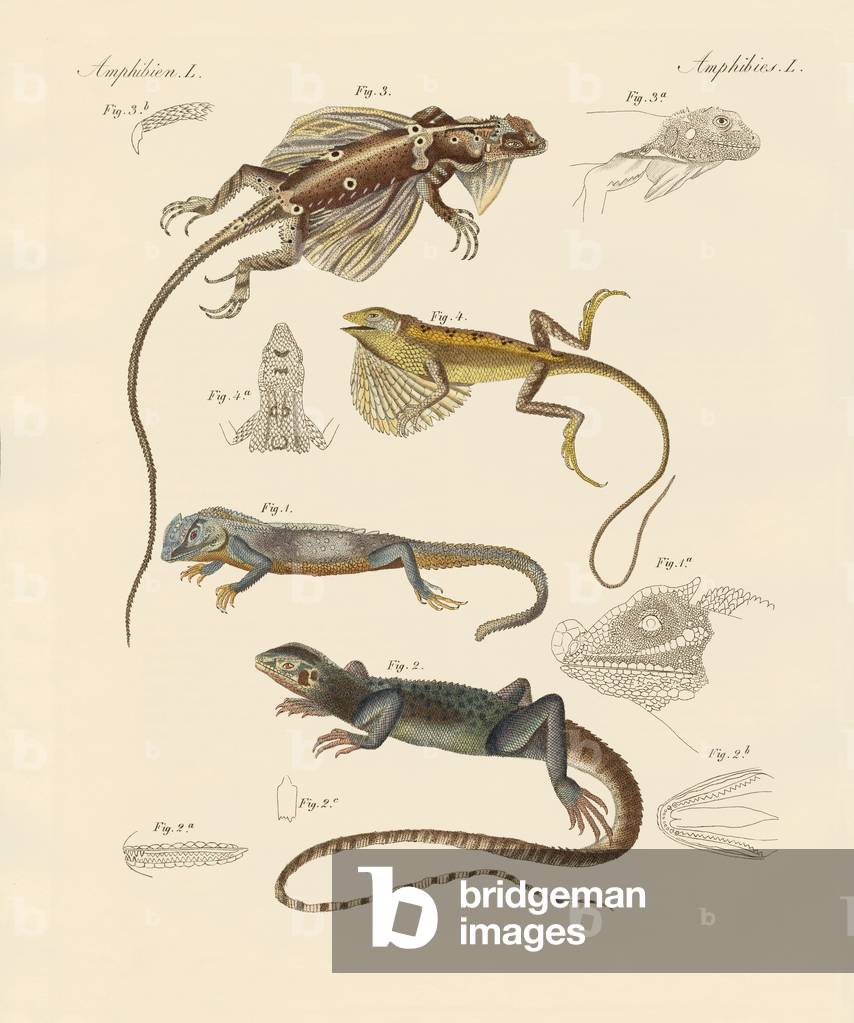 Strange lizards (coloured engraving)