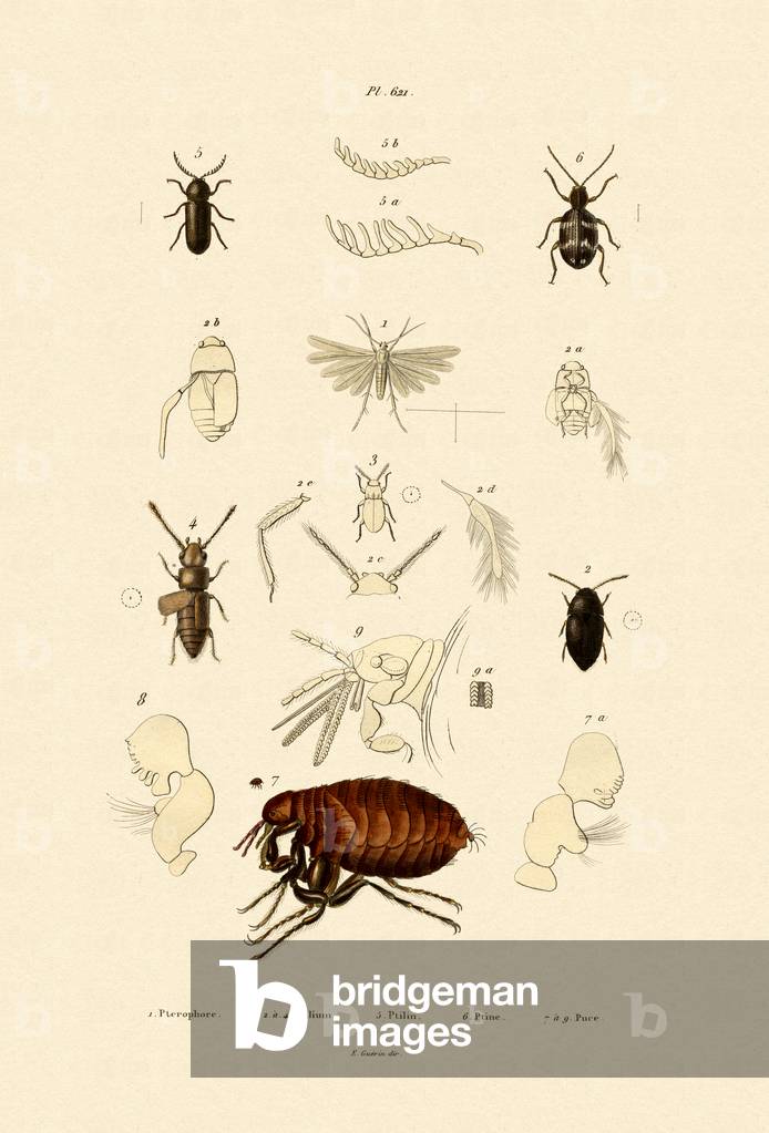 Plume Moth, 1833-39 (coloured engraving)