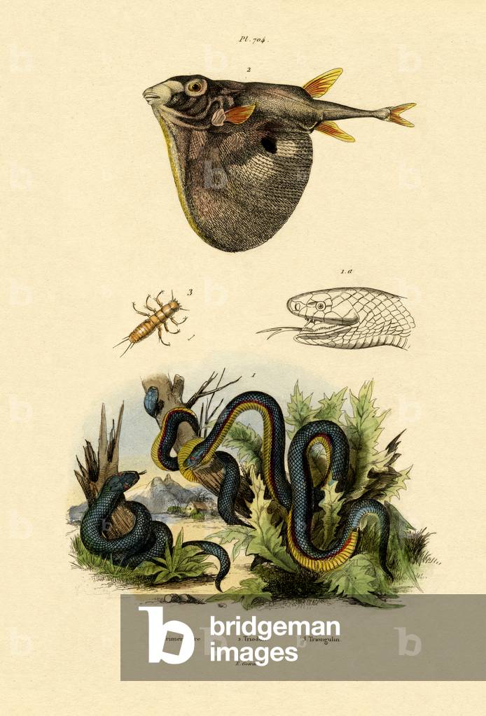 Taiwan Habu, 1833-39 (coloured engraving)