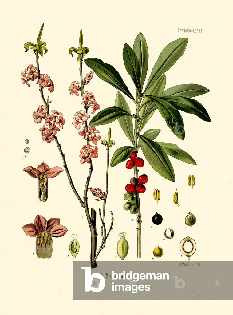 Mezereon (colour litho)