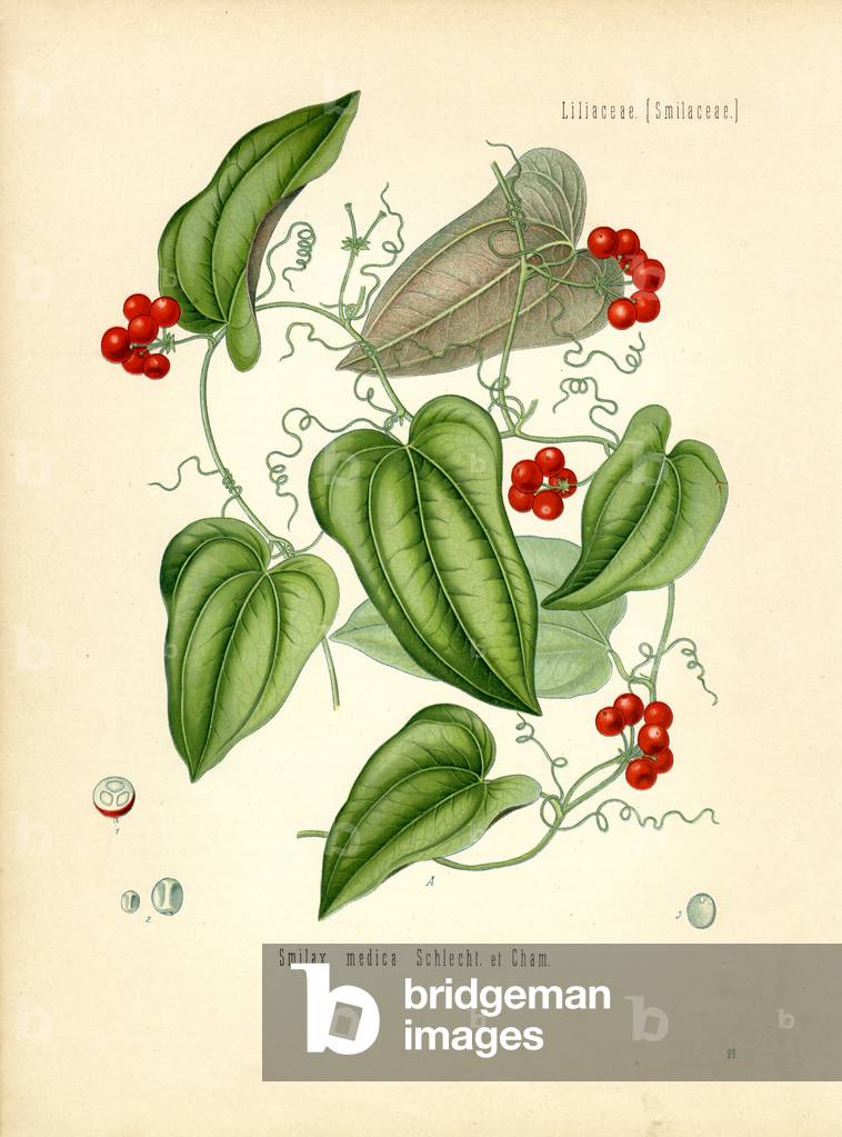 Sarsaparilla (colour litho)