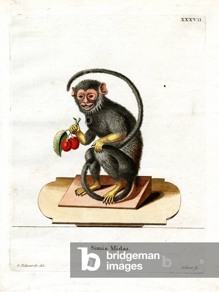 Red-handed Tamarin (coloured engraving)