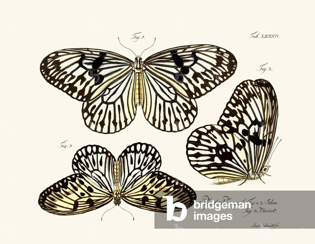 Butterflies, 1783-1806 (coloured engraving)