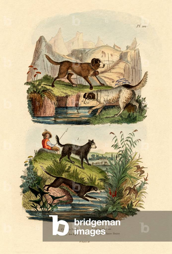 Shepherd Dog, 1833-39 (coloured engraving)