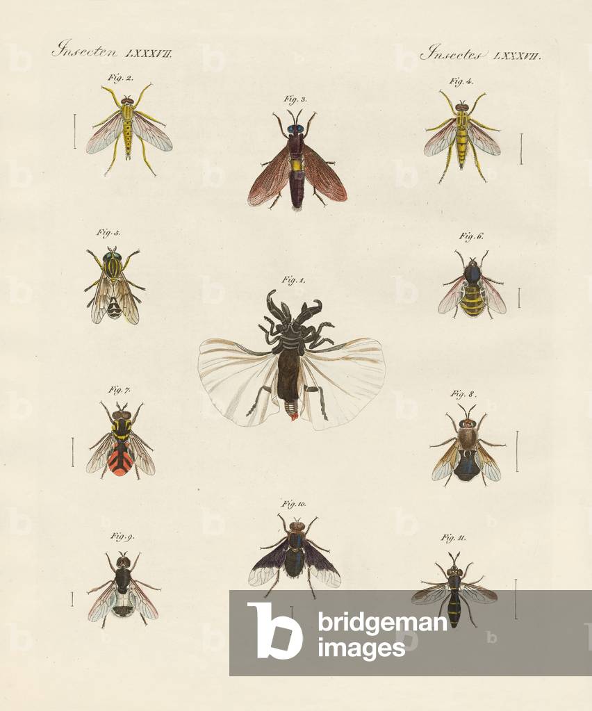 Strange two-winged insects (coloured engraving)